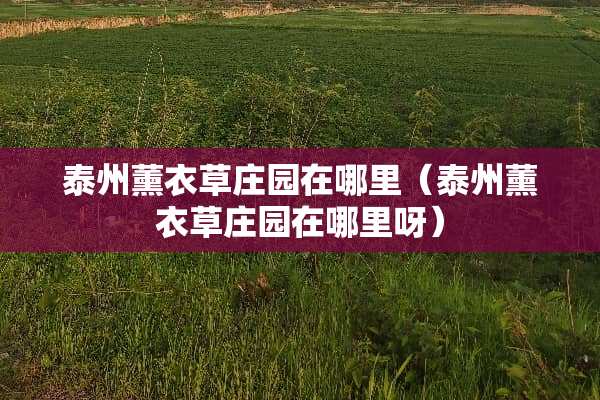 泰州薰衣草庄园在哪里（泰州薰衣草庄园在哪里呀）
