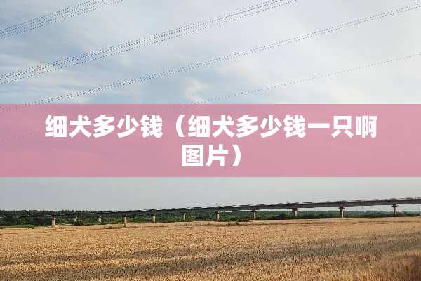 细犬多少钱（细犬多少钱一只啊图片）