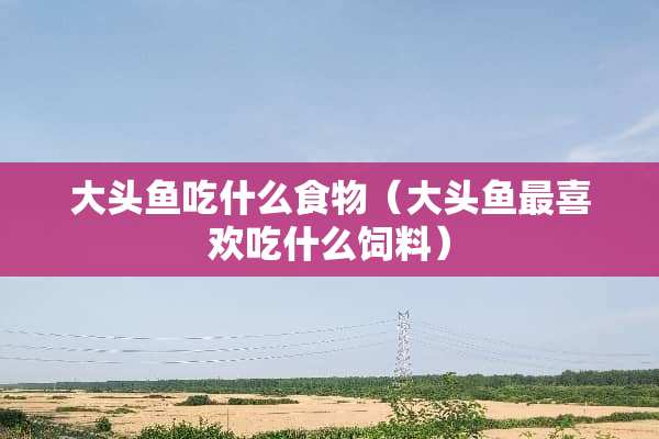 大头鱼吃什么食物（大头鱼最喜欢吃什么饲料）