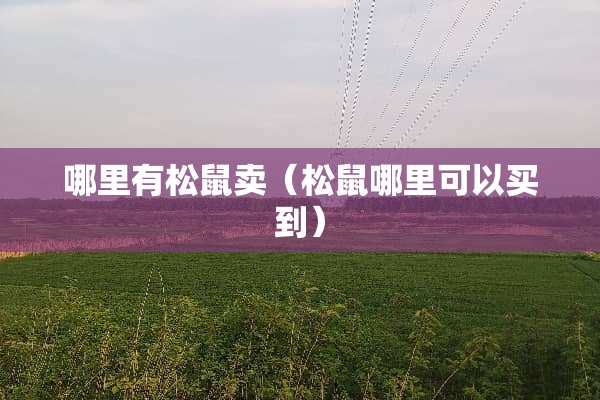 哪里有松鼠卖（松鼠哪里可以买到）