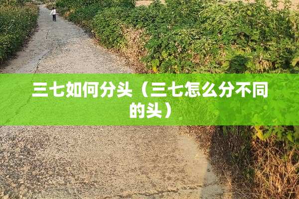 三七如何分头（三七怎么分不同的头）