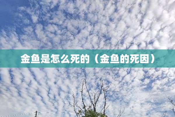 金鱼是怎么死的（金鱼的死因）