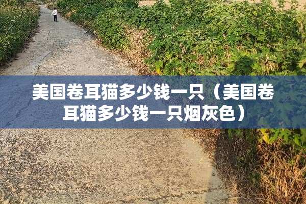 美国卷耳猫多少钱一只（美国卷耳猫多少钱一只烟灰色）