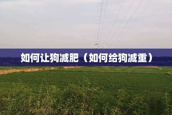 如何让狗减肥（如何给狗减重）