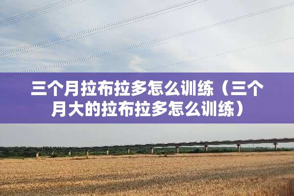 三个月拉布拉多怎么训练（三个月大的拉布拉多怎么训练）