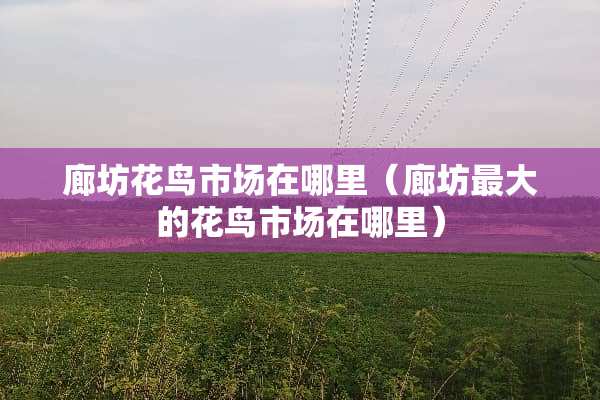 廊坊花鸟市场在哪里（廊坊最大的花鸟市场在哪里）
