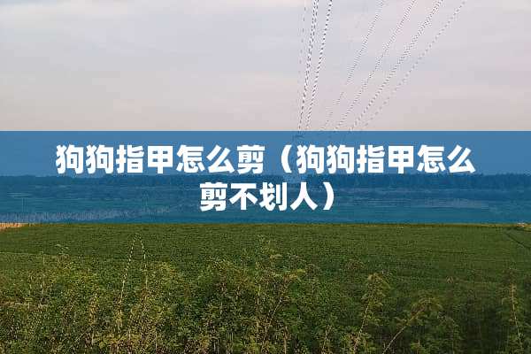 狗狗指甲怎么剪（狗狗指甲怎么剪不划人）