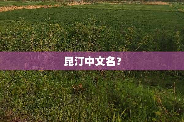 昆汀中文名？