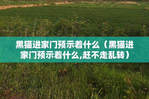 黑猫进家门预示着什么（黑猫进家门预示着什么,赶不走乱转）