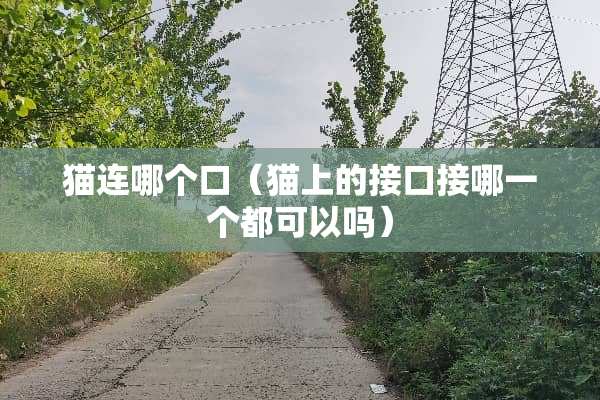 猫连哪个口（猫上的接口接哪一个都可以吗）