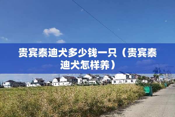 贵宾泰迪犬多少钱一只（贵宾泰迪犬怎样养）
