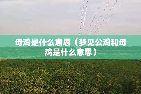 母鸡是什么意思（梦见公鸡和母鸡是什么意思）