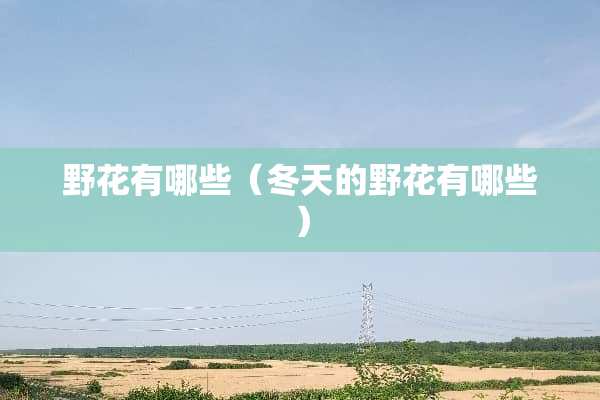 野花有哪些（冬天的野花有哪些）