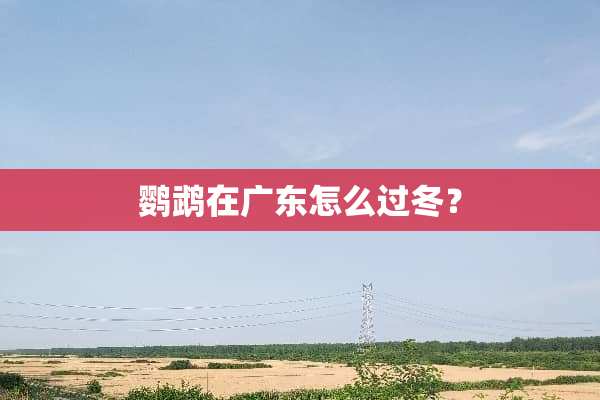 鹦鹉在广东怎么过冬？