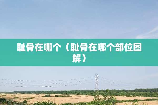 耻骨在哪个（耻骨在哪个部位图解）