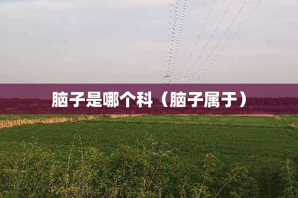 脑子是哪个科（脑子属于）