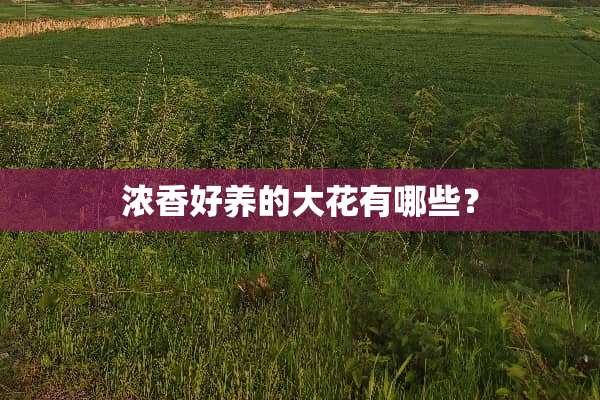 浓香好养的大花有哪些？