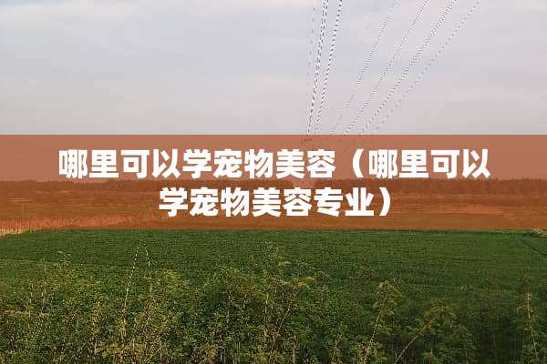 哪里可以学宠物美容（哪里可以学宠物美容专业）