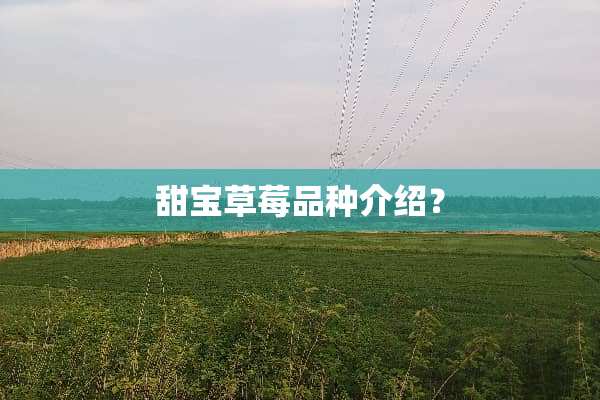 甜宝草莓品种介绍？