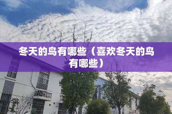 冬天的鸟有哪些（喜欢冬天的鸟有哪些）