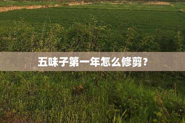 五味子第一年怎么修剪？