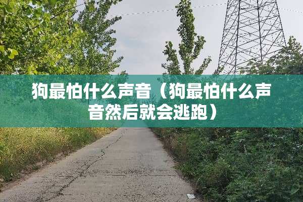 狗最怕什么声音（狗最怕什么声音然后就会逃跑）