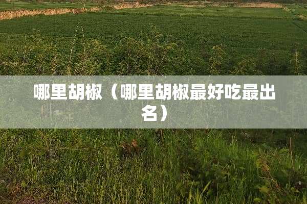 哪里胡椒（哪里胡椒最好吃最出名）