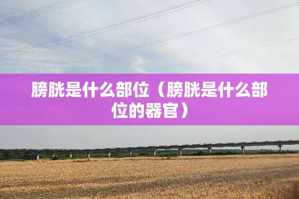 膀胱是什么部位（膀胱是什么部位的**）