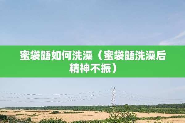 蜜袋鼯如何洗澡（蜜袋鼯洗澡后精神不振）