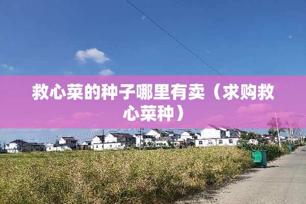 救心菜的种子哪里有卖（求购救心菜种）