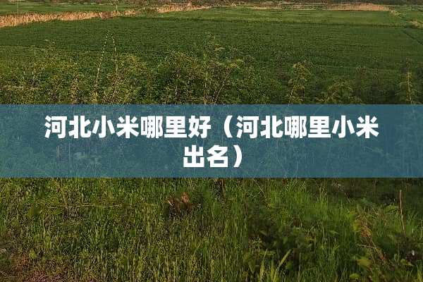 河北小米哪里好（河北哪里小米出名）
