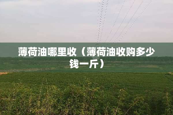 薄荷油哪里收（薄荷油收购多少钱一斤）