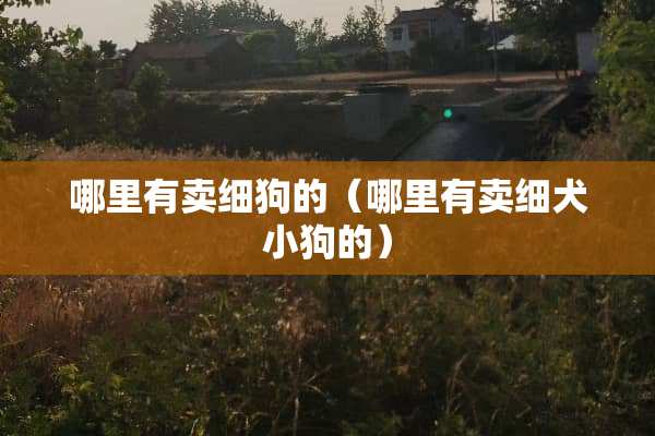 哪里有卖细狗的（哪里有卖细犬小狗的）