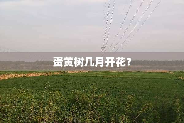 蛋黄树几月开花？