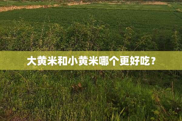 大黄米和小黄米哪个更好吃？