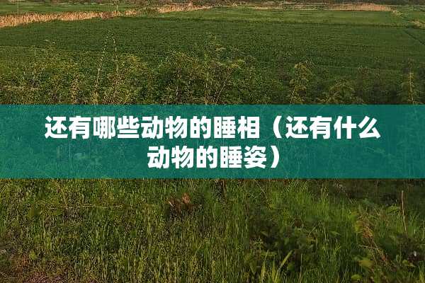 还有哪些动物的睡相（还有什么动物的睡姿）