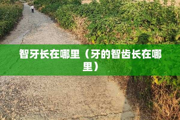 智牙长在哪里（牙的智齿长在哪里）