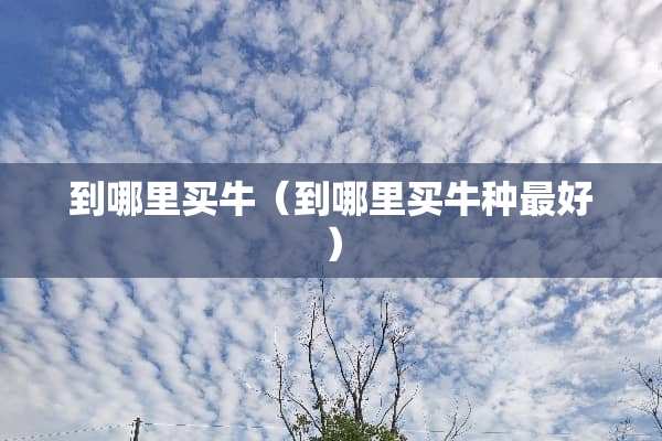 到哪里买牛（到哪里买牛种最好）