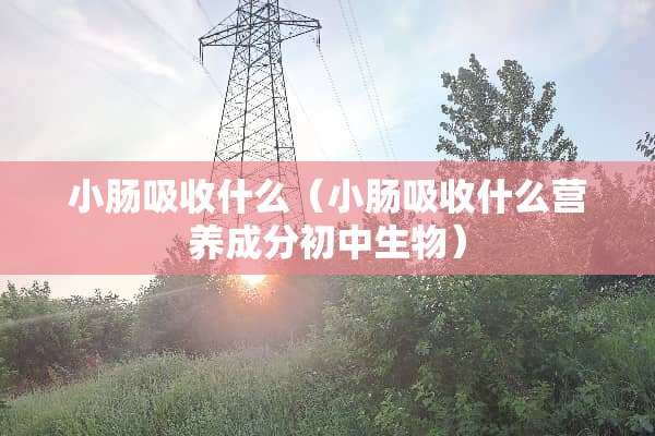 小肠吸收什么（小肠吸收什么营养成分初中生物）