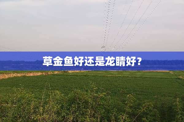 草金鱼好还是龙睛好？