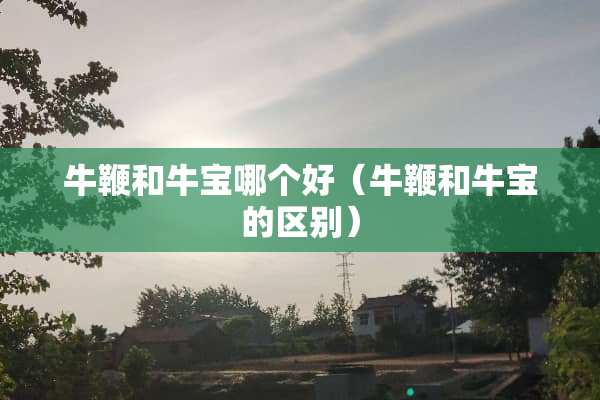 牛鞭和牛宝哪个好（牛鞭和牛宝的区别）