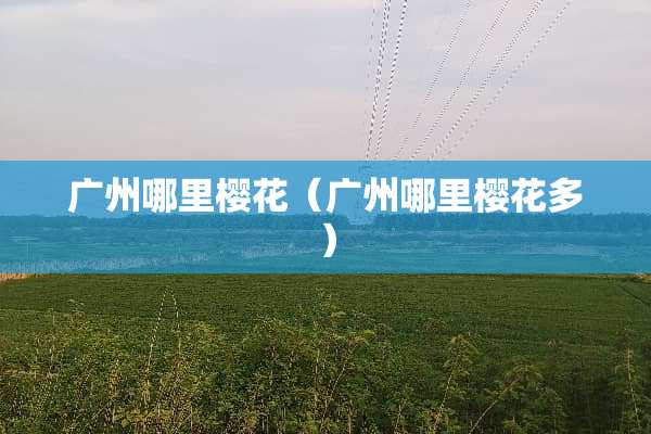 广州哪里樱花（广州哪里樱花多）