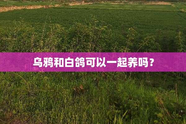 乌鸦和白鸽可以一起养吗？