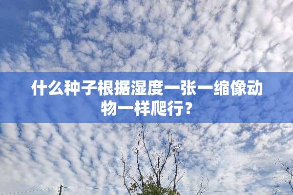 什么种子根据湿度一张一缩像动物一样爬行？