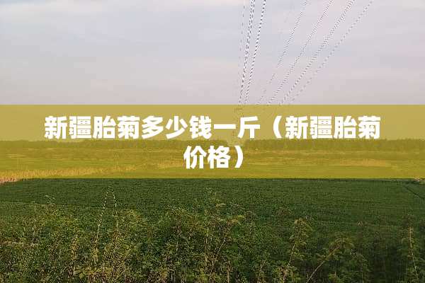 新疆胎菊多少钱一斤（新疆胎菊价格）