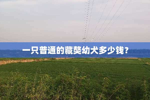 一只普通的藏獒幼犬多少钱？