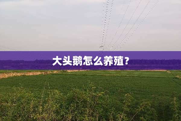 大头鹅怎么养殖？