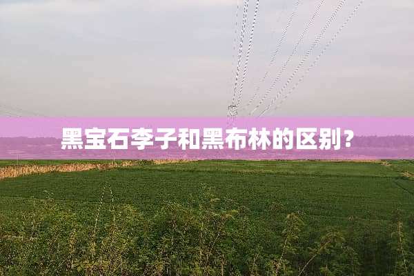 黑宝石李子和黑布林的区别？