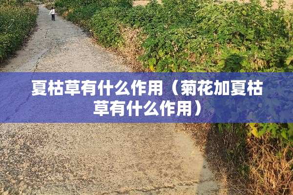 夏枯草有什么作用（菊花加夏枯草有什么作用）