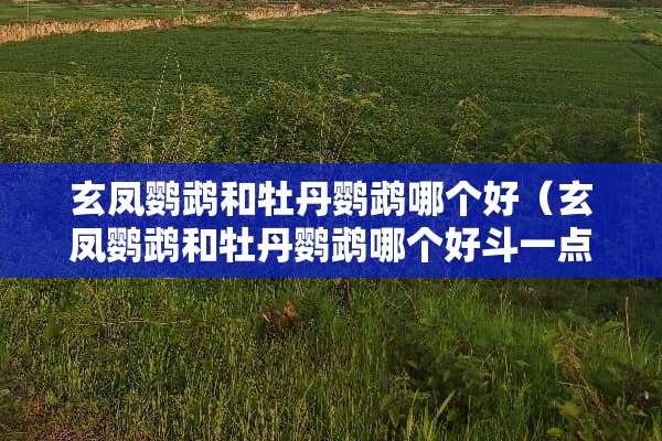 玄凤鹦鹉和牡丹鹦鹉哪个好（玄凤鹦鹉和牡丹鹦鹉哪个好斗一点）